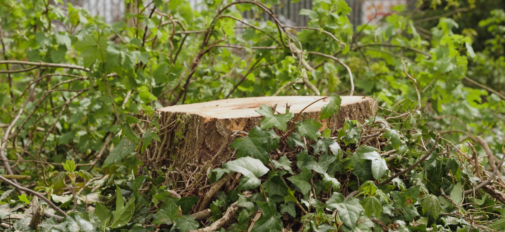 Stump grinding and removal — Treetex