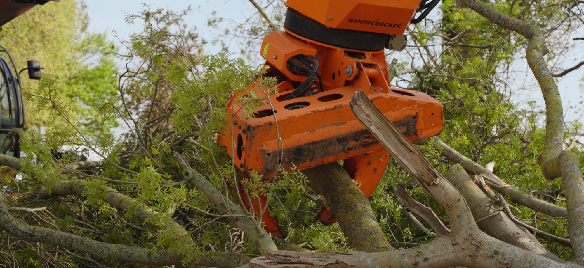Tree survey and VTA inspection — Treetex